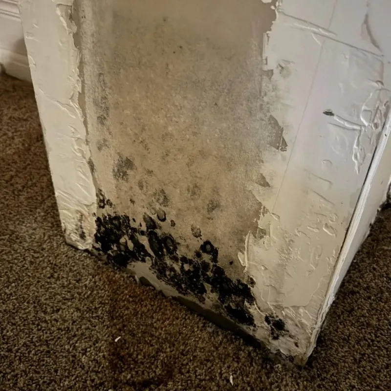Professional Mold Removal in Burleson County, TX